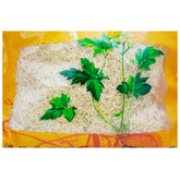 Wawashan Pharmaceuticals Chinese Herbal Drinks Bamboo Roots Duan Chinese Herbal Medicine Shop瓦屋山药业中药饮片 竹茹 段 中药材抓配 中药材店铺大全