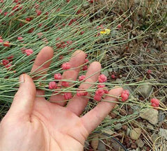 HelloYoung Somlata Gerard Jointfir Khanta Asmania Branch Stem Whole 250g(8.8oZ).