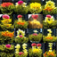 HelloYoungTea Chinese Blooming Flower Tea Natural Handmade 20 Pcs Flower Tea Ball Herbal Tea