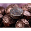 HelloYoungTea Premium Mini Tuocha Puer Tea with Glutinous Rice Aroma in Tin