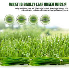 HelloYoung Unsweetened Premium Organic Barley Grass Powder 250g moistening intestines, burning fat, purifying liver, lowering cholesterol