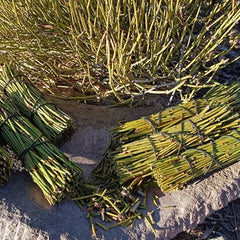 HelloYoung Mormon tea Mahuang Canutillo tea dry cut or roasted.