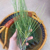 HelloYoung Mormon Tea, Jointfir Ain Khanta | Ephidra Girardiana