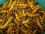 Dried Superworms - 50 - 1,000- Large 2" - Reptile Food
