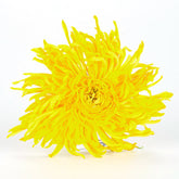 HelloYoung 20pcs-100pcs Yellow Chrysanthemum Tea Big Blooming Flower Dry Herbal Health Tea