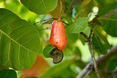 Cashew fruit powder 17.6oz 1.1lb vitC anti-bacteria aid stomach ulcer gastritis