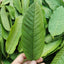 100% Pure Raw Guava Leaves Herbal Tea - Weight Loss & Fat Burner - Skin Care