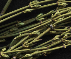 HelloYoung Newest Mo Mu Energy Huang Green Tea Natural Tea Herbal Tea Free Shipping