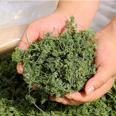 HelloYoung 125g Ginseng Flower Herbal Tea Pure Nature China Dried Panax Ginseng Herbs Drink