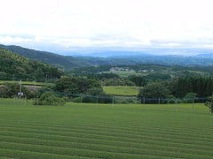 HelloYoung JAPANESE Organic Matcha Green Tea Powder (PREMIUM GRADE) - Money Back Guarantee