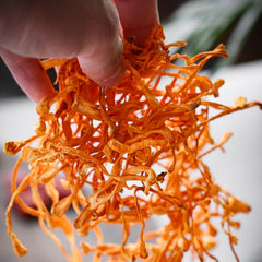 HelloYoung China Herbal Cordyceps Flower Ecology Cordyceps Militaris/Chong Cao Hua 50g-500g