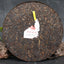 HelloYoung 357g Big Snow Shang Pin Golden Ribbon * Yunnan Xiaguan Puer Ripe Pu-erh Tea