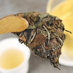 HelloYoung White Tea Xiao Bai Tian Yunnan White Tea Bai Cha Alpine Old Tree Tea 100g