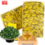 HelloYoung 250g Top grade Chinese Oolong tea TiKuanYin Green Tea Weight Loss organic