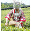 100g Organic Matcha Green Tea Powder 100% Natural Slimming Tea