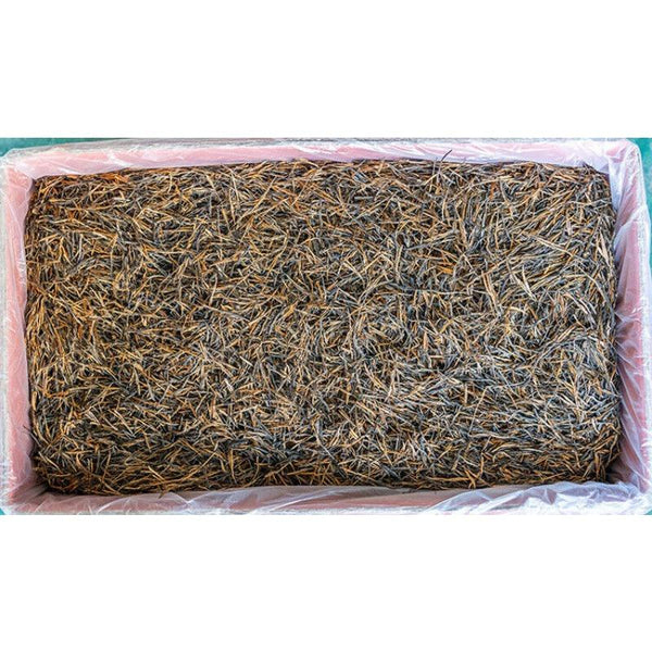 Yunnan Fengqing DianHong tea Pine Needle Un bourgeon une feuille Golden Needle
