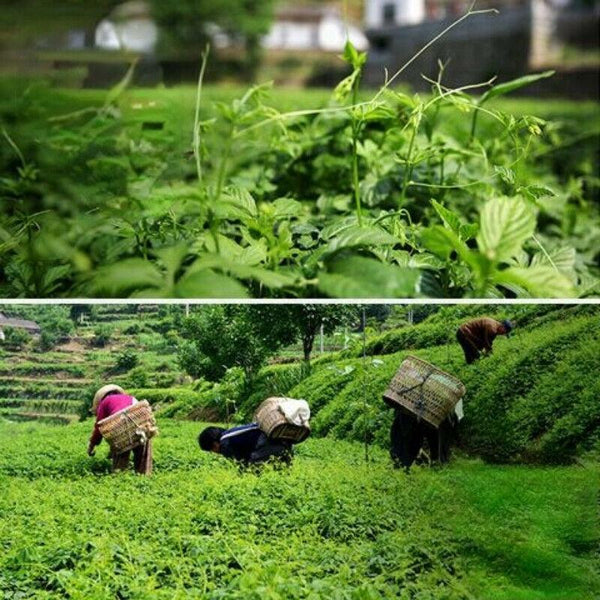 HelloYoungTea 250g Jiaogulan Herbal Tea Famous Five Leaves Gynostemma Pentaphyllum Herbs Tea