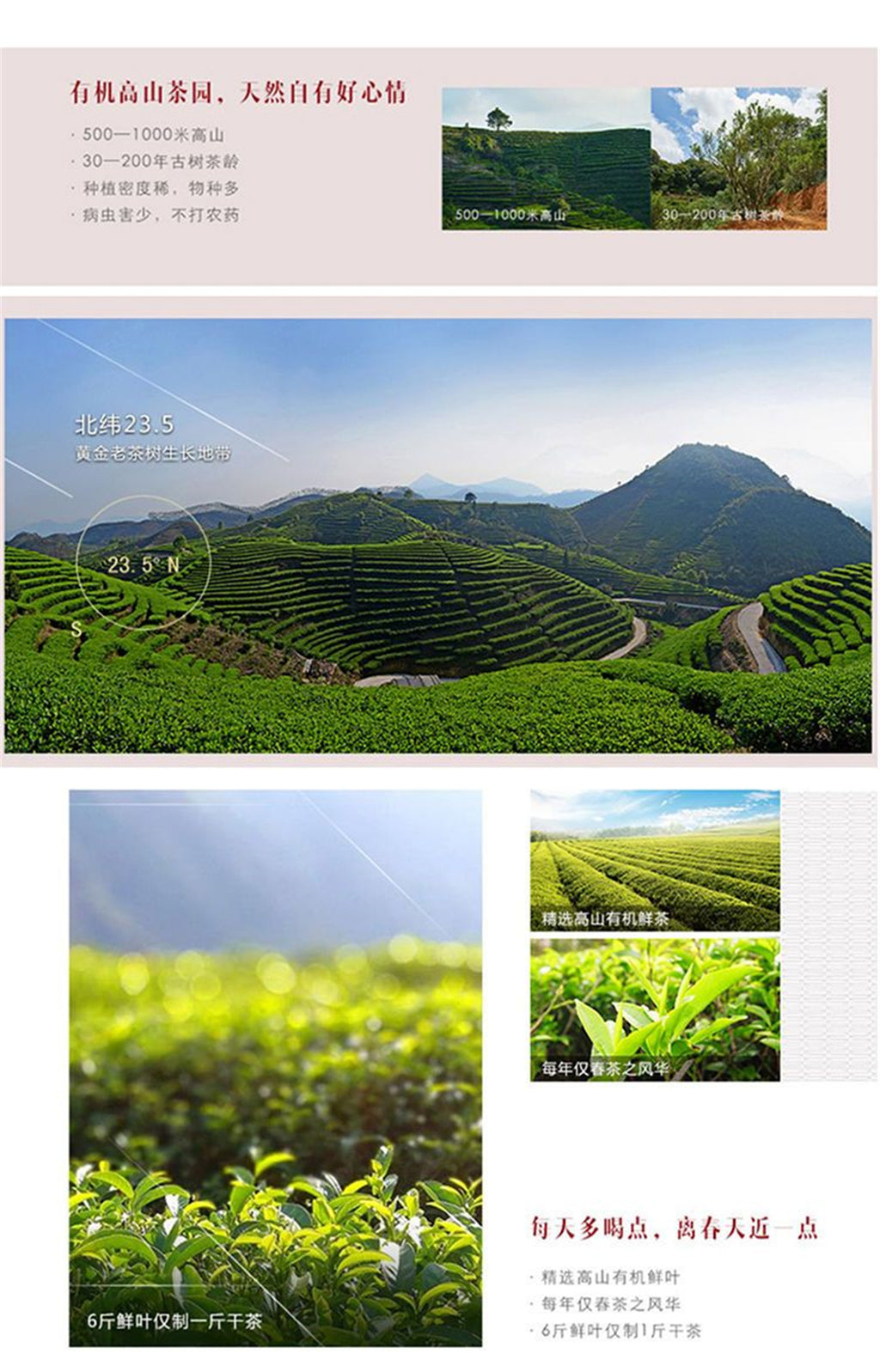 HelloYoung 125g Chaozhou Phoenix Dancong Feng Huang Oolong Chinese Tea Wu Dong DanCong