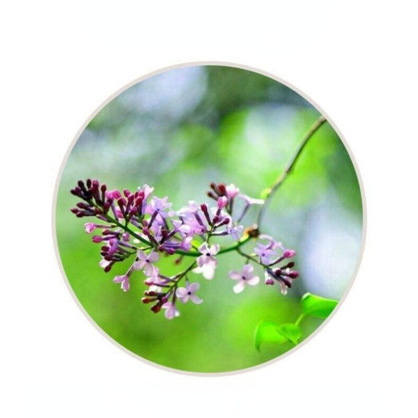 HelloYoungTea Green Tea Herbal Drink Dried Syringa Leaves