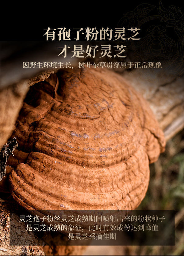 HelloYoung Ganoderma lucidum tablets in tea and soup Changbaishan wildlife infusion tea