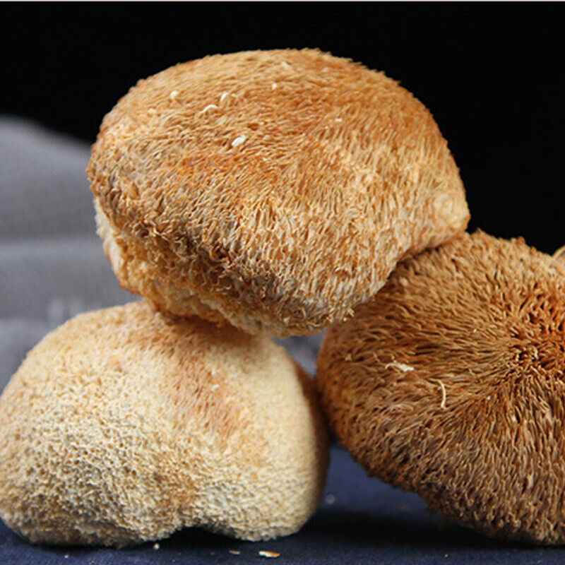 Sulfur-Free Dried Hericium Mushroom - Fresh, Loose Bulk Edible Fungi Main image