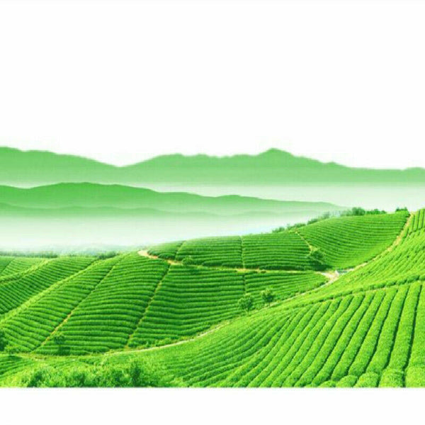 HelloYoung Pu'er Tea Puer Cha Tea Cake Organic Health Drink Dayi 357g Yunnan Dayi