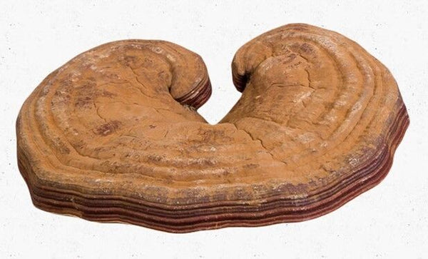 Health Dried Wild Lingzhi Red Reishi Mushrooms Ganoderma Lucidum Slices tea 250g
