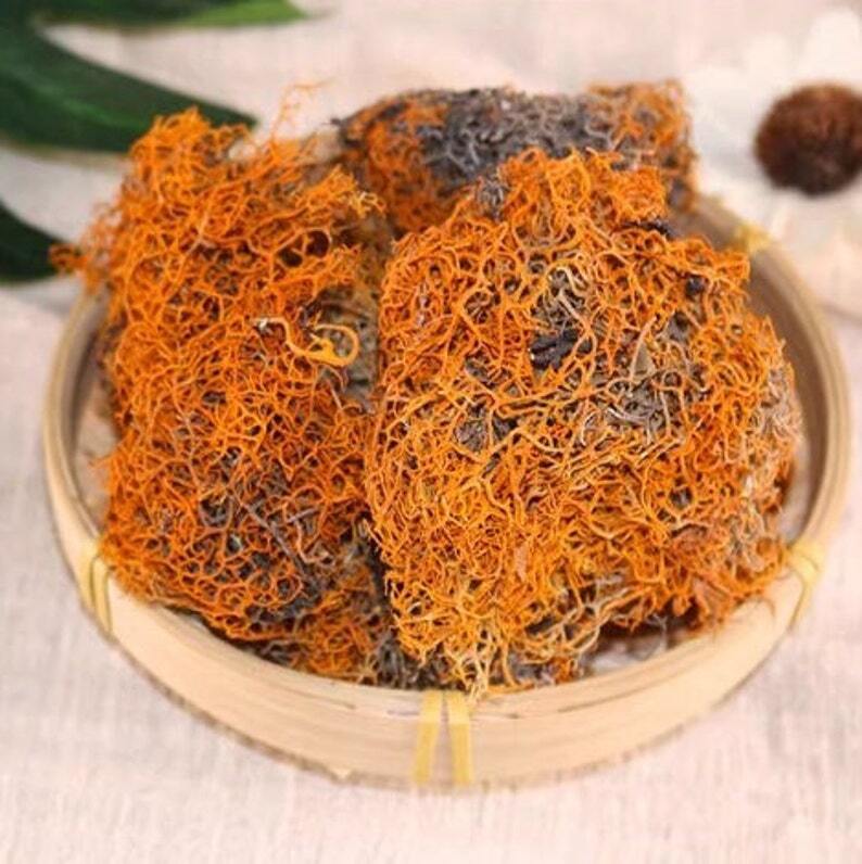 Organic Dried Red Thamnolia Vermicularia, Red Snow Tea Secondary image