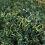 HelloYoung Wholesale dandelion tea brahmi tea dandelion tea bulk herbal tea 17.6oz
