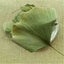 Chinese Wild Ginkgo Biloba Tea Loose Leaf Premium Herbal Health Support