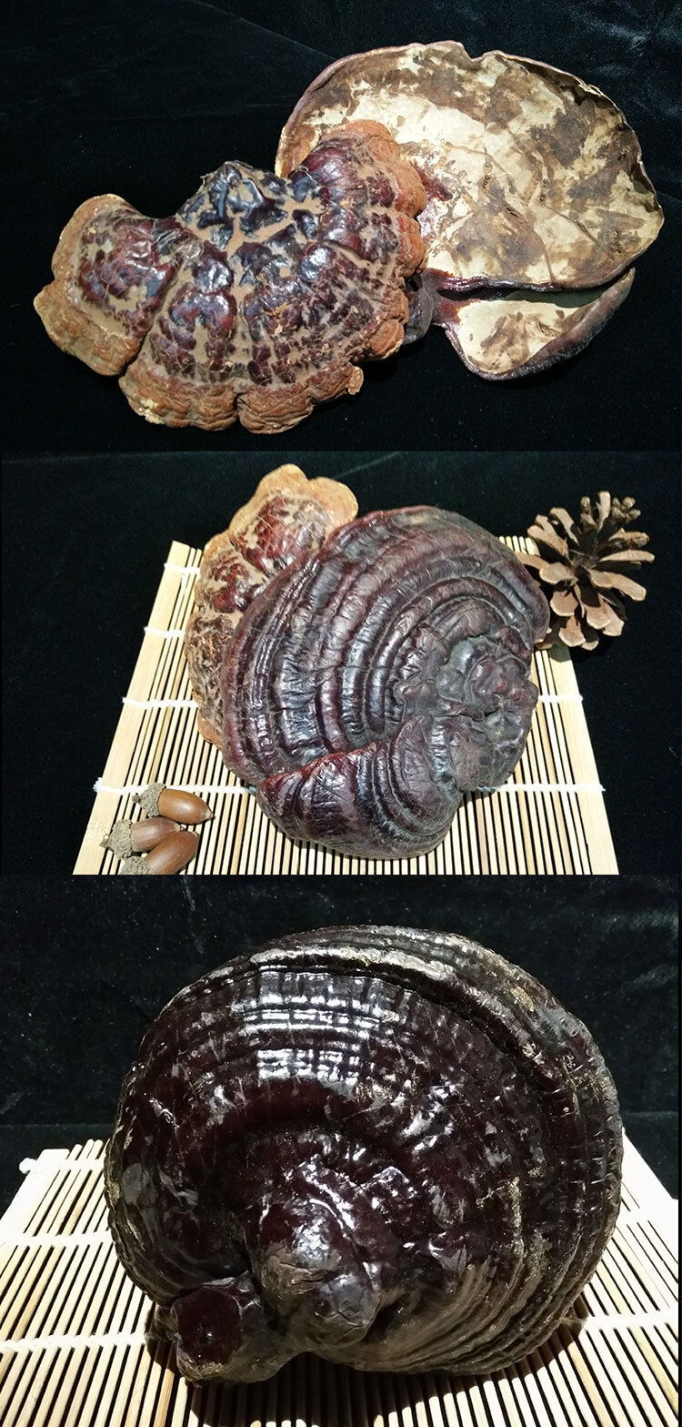 Black and Purple Reishi Mushroom Gift Box Whole Stem Ginseng