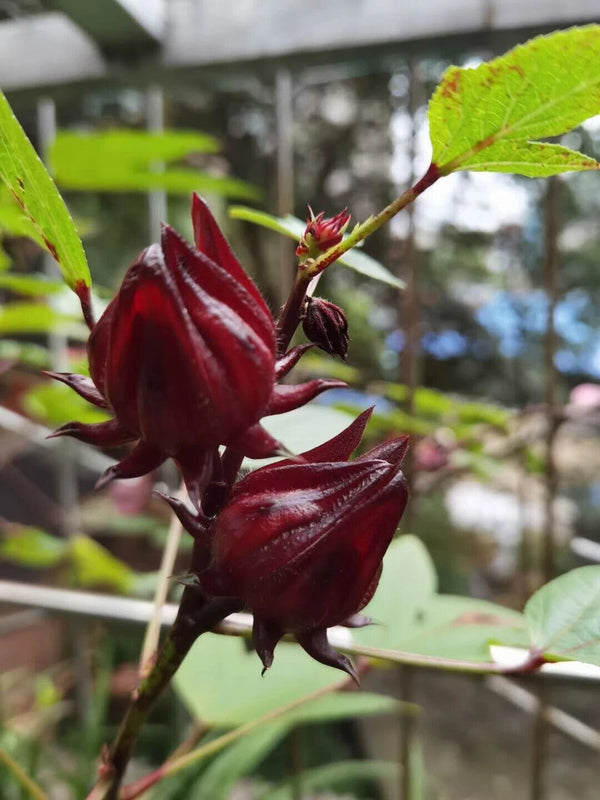 Planting Base Sale ROSELLE Dried Red Hibiscus Sabdariffa Flowers 250g