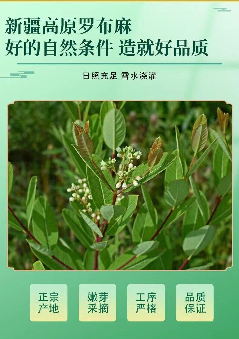 Lobelia Tea First Crop of Young Shoots Authentic New Buds Lobelia Leaf 125g/Can