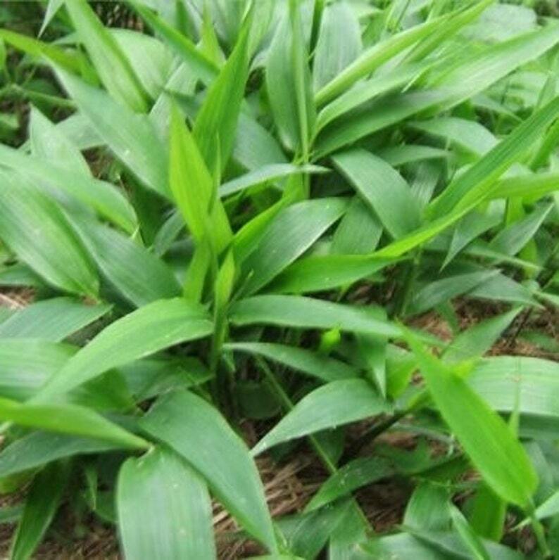Organic Dried Herba Lophatheri Herba, Lophatherum Herb, Dan Zhu YE