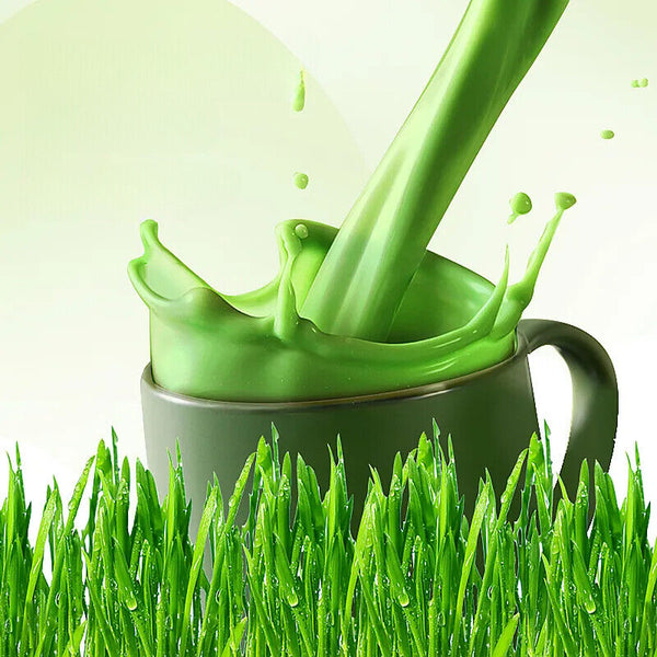 250g Gerstengraspulver 100% rein & biologisch natürliches Gras Gewichtsverlust