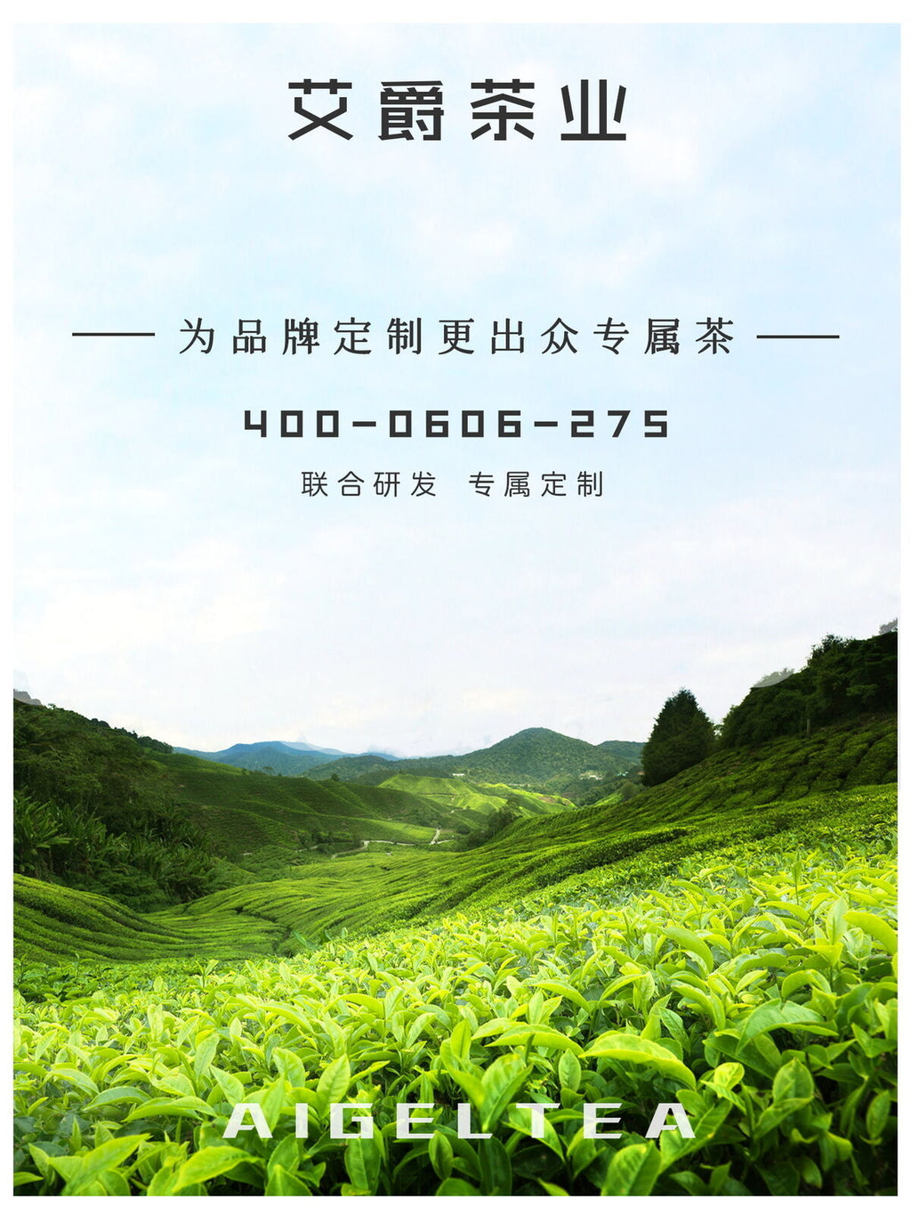 Premium Intensiver Weißer Pfirsich Oolong Tee OolongTee Zubereitung von Milchtee
