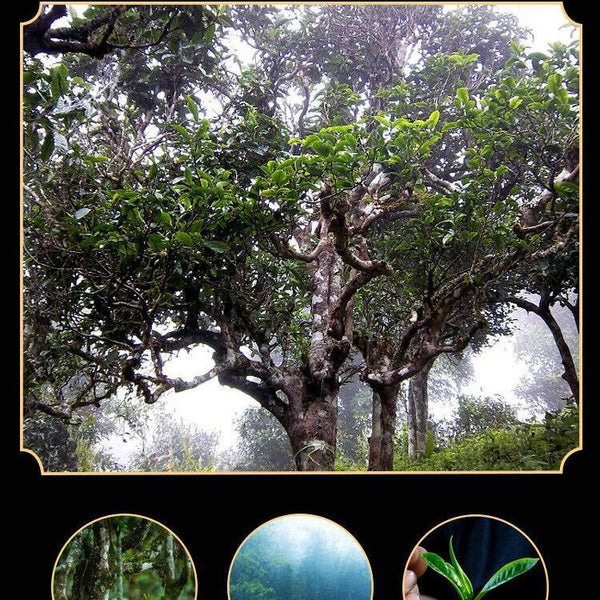 357g Brown Mountain Ancient Tea Tree Pu-erh Cake Premium Yunnan Ripe Puerh Tea