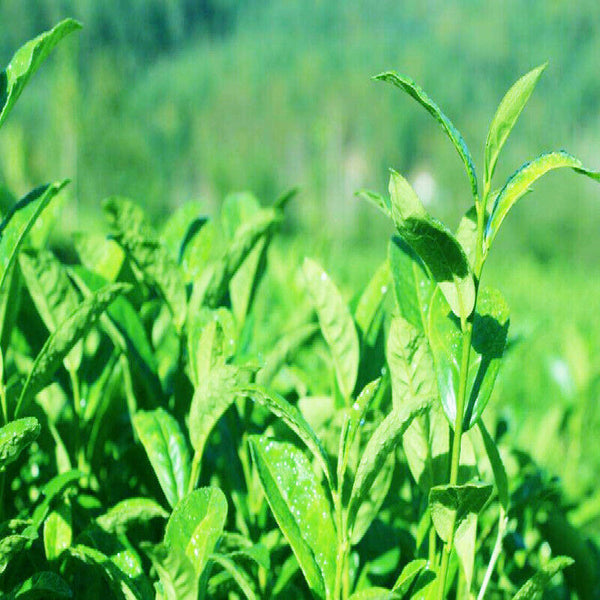 HelloYoung Herbal Tea Ecology Healthy Drink Organic Loose Leaf Kuding Tea Chinese Tea 100g