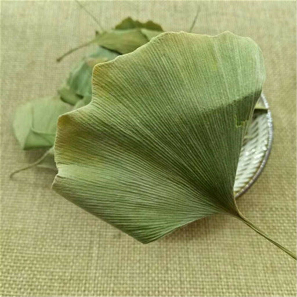 HelloYoung Ginkgo Biloba Leaves Chinese Wild Ginkgo Tea Medicinal Herbal Tea Loose Leaves