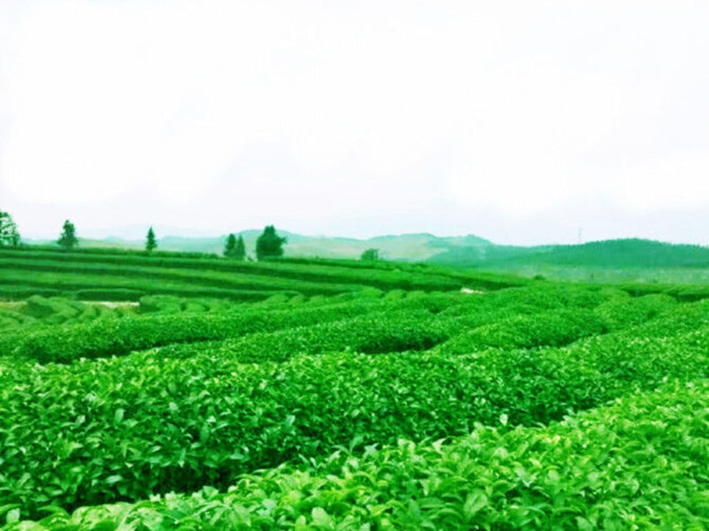 Anxi Tie Guan Yin Oolong Tea 250g Chinese Green