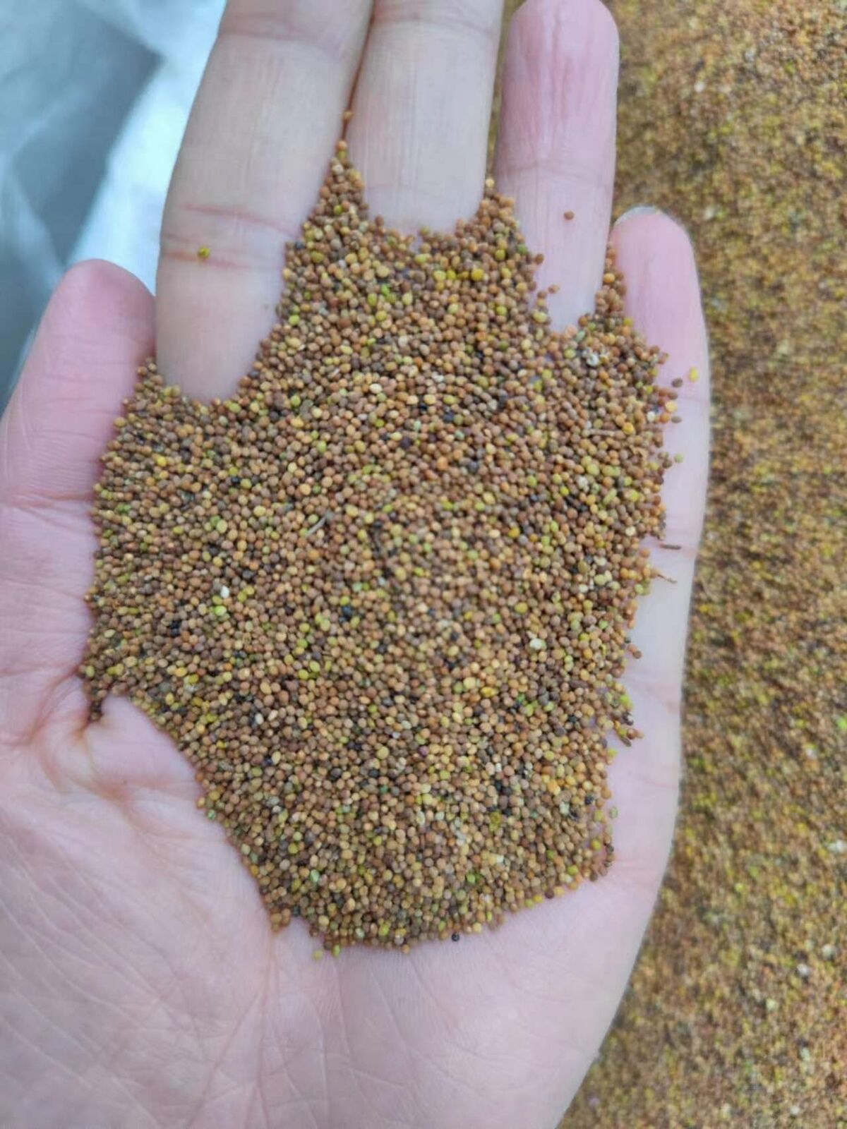 High Quality Chinese Dodder Seed Sulfur Free New Products Herbal Tea Tusizi 菟丝子