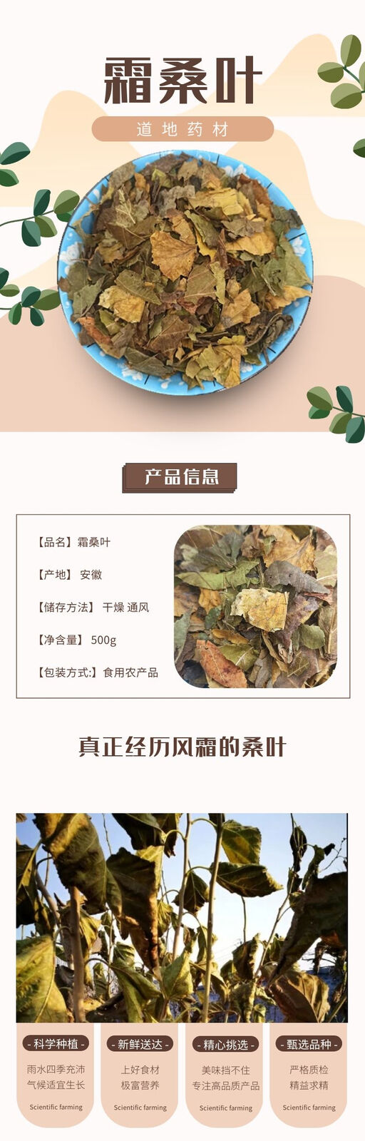 HelloYoung Frosted Mulberry Leaves Tea After Frost Freeze Dried Mulberry Leaves 500g/1.1lb