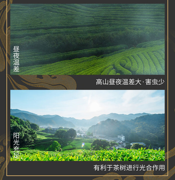 Mingqian Longjing Green Tea 2025 New Spring Tea Gift Box Small Can