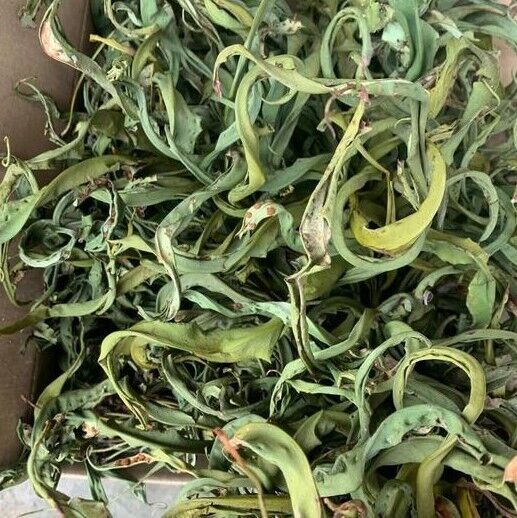 HelloYoung Fossil Grass Kidney Essence Tea Chinese Herbal Medicine Kidney Essence Herb