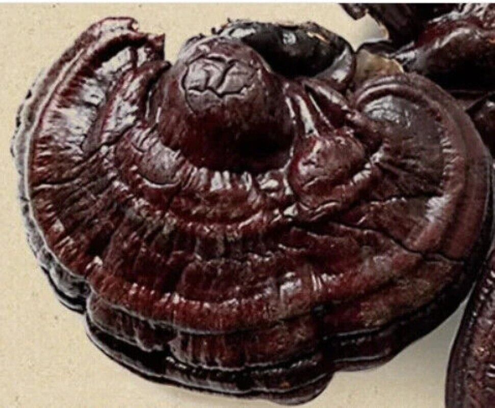 500g Dried Lingzhi Mushroom Cultivation Ganoderma Lucidum Meat Mushroom Main image