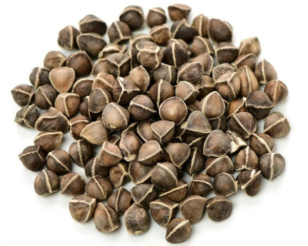 Moringa Oleifera Seeds WINGLESS Fresh Organic Semillas de Moringa Tree
