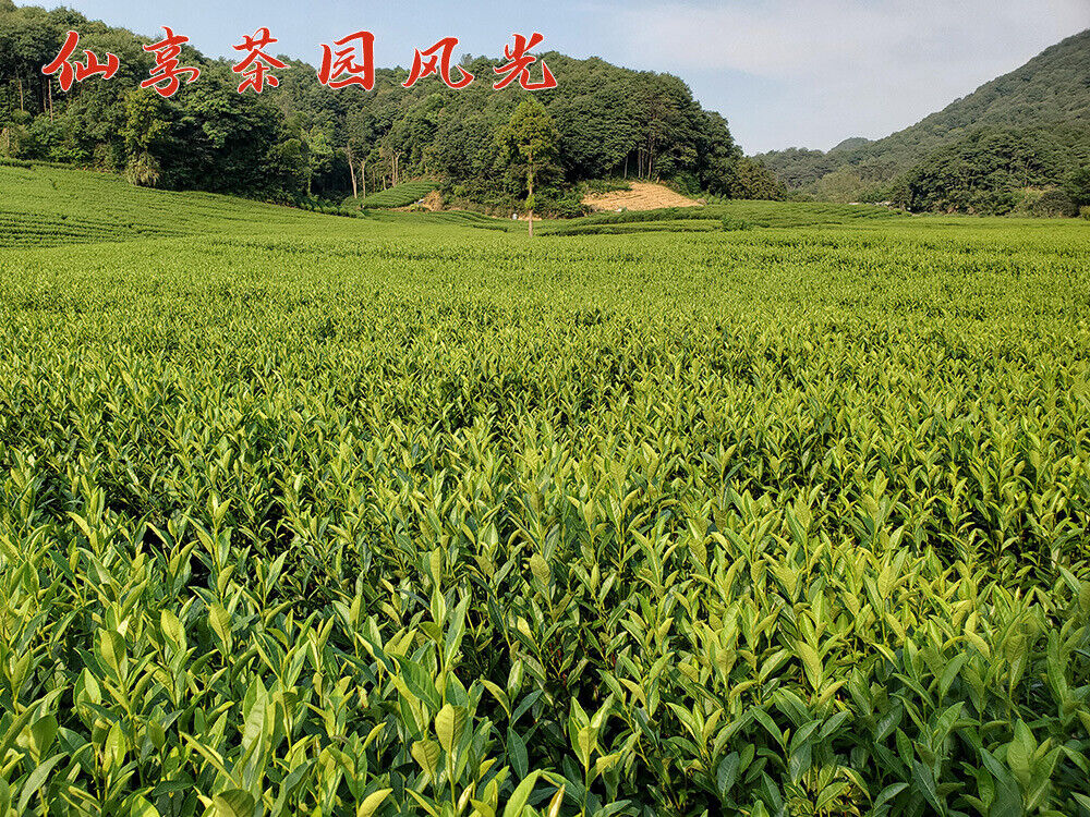 HelloYoung New Tea Longjing Tea Fried Green Green Tea Strong Aroma 500g/1.1lb