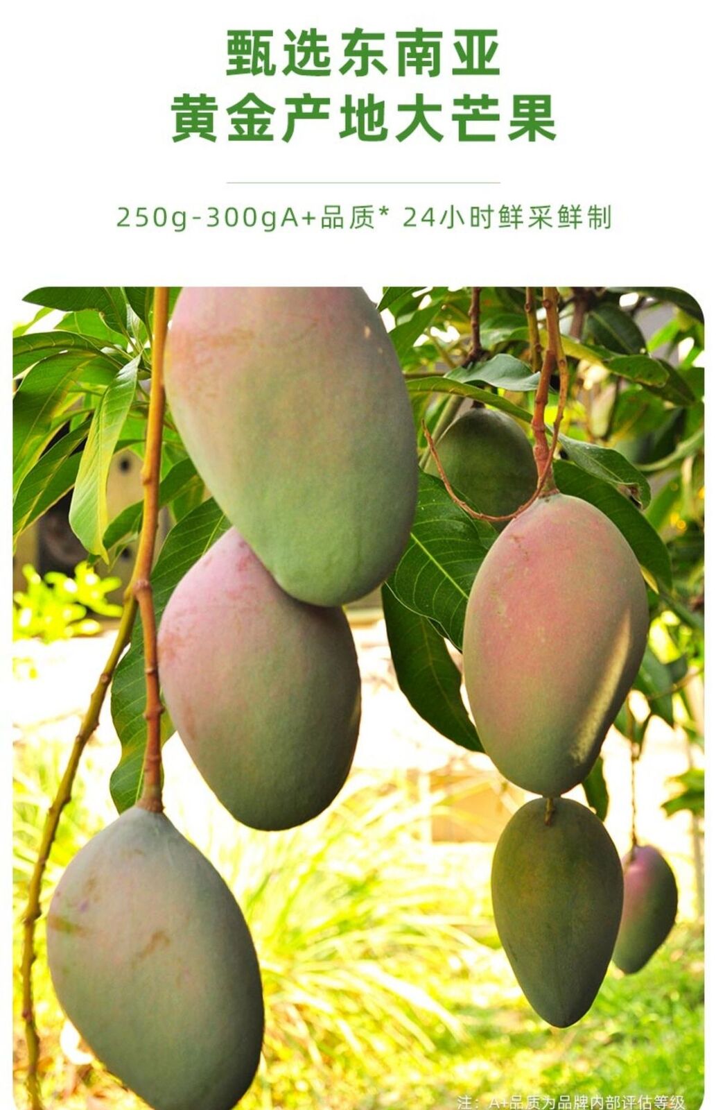 Natural Dried Mango Thai Dried Fruit Healthy Casual Snacks Preserved Fruits Bulk