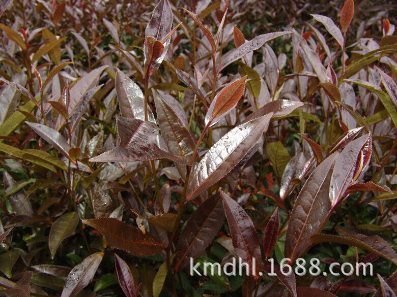 HelloYoung 500g Yunnan Pu'er Tea Raw Tea Loose Tea