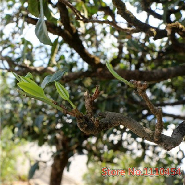 100g Raw Puer Tea Cake Pu'er Tea Health Care Yunnan Deep Mountain Puerh Tea Tree